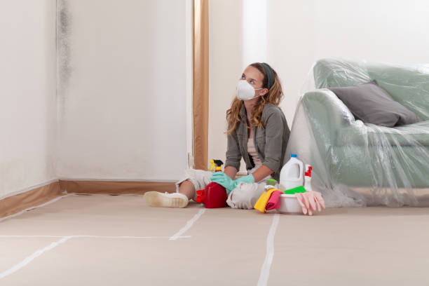 Reliable Mold Remediation contractor in South Jacksonville, IL by 24 Hour Mold Removal