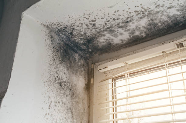 Affordable Mold Remediation solutions in South Jacksonville, IL
