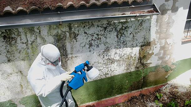 Top rated local Mold Remediation specialists in South Jacksonville, IL